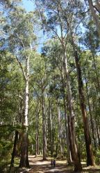 People walking under Eucalyptus regnans